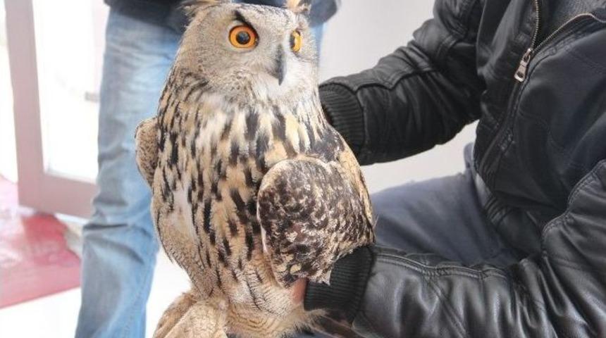 (özel Haber) Yaralı Baykuş İnsanlara Sığındı