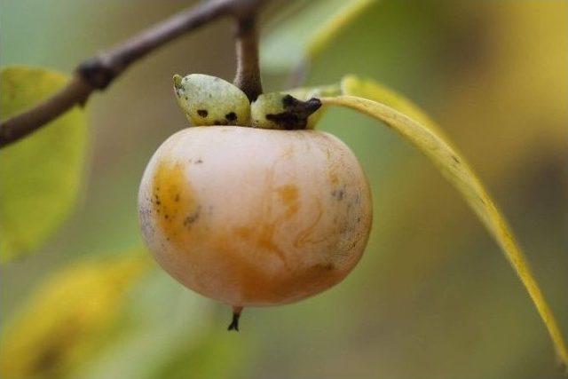 Antibiyotik Yerine Trabzon Hurması