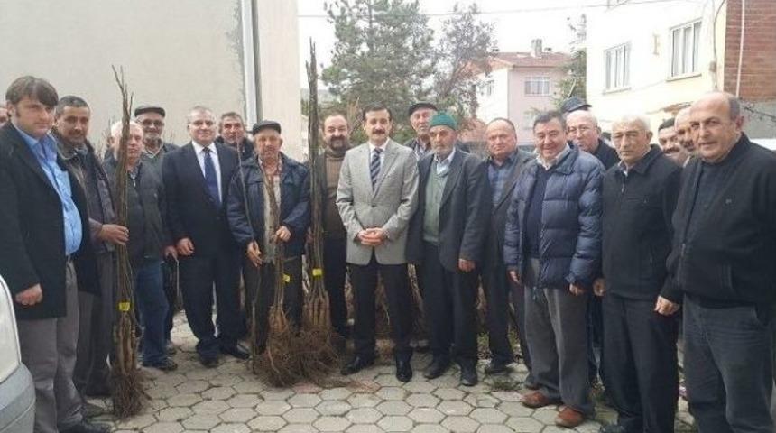 S&ouml;ğ&uuml;t İl&ccedil;esinde &Ccedil;ift&ccedil;ilere Ceviz Fidanı Dağıtıldı