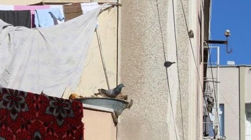 Kuşların Karınlarını Doyurma Telaşesi