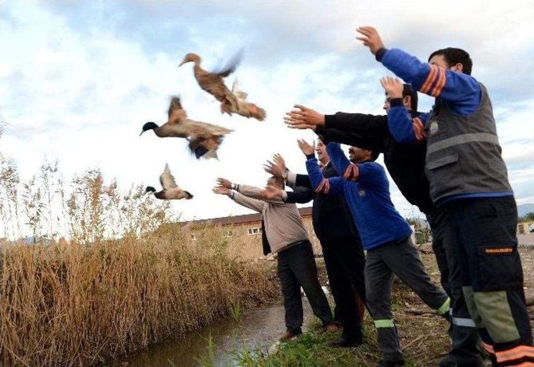 Antalya&rsquo;da 10 &Ccedil;ift Yaban &Ouml;rdeği Doğaya Bırakıldı