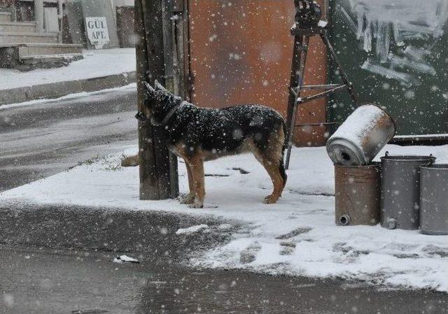 Sivas&rsquo;ta Kar Yağışı Etkili Oluyor 1