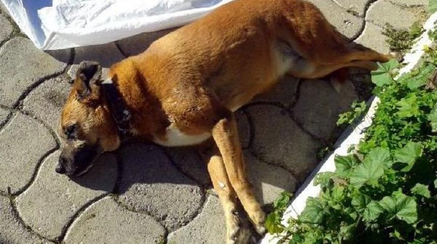 Bodrum'da Hayvanseverlere B&uuml;y&uuml;k Şok