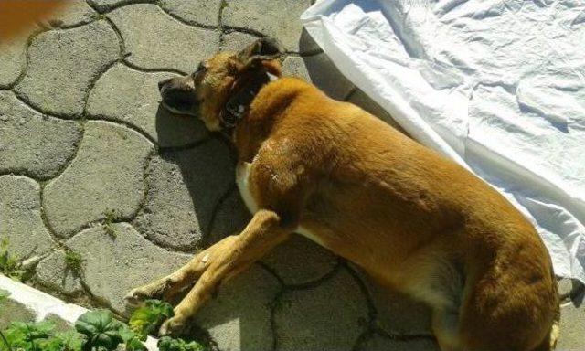 Bodrum da Hayvanseverlere B&uuml;y&uuml;k Şok 3