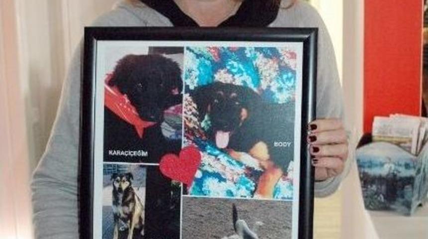 K&ouml;peklerini &Ouml;ld&uuml;renleri Bulana 5 Bin Lira &Ouml;d&uuml;l Verecek