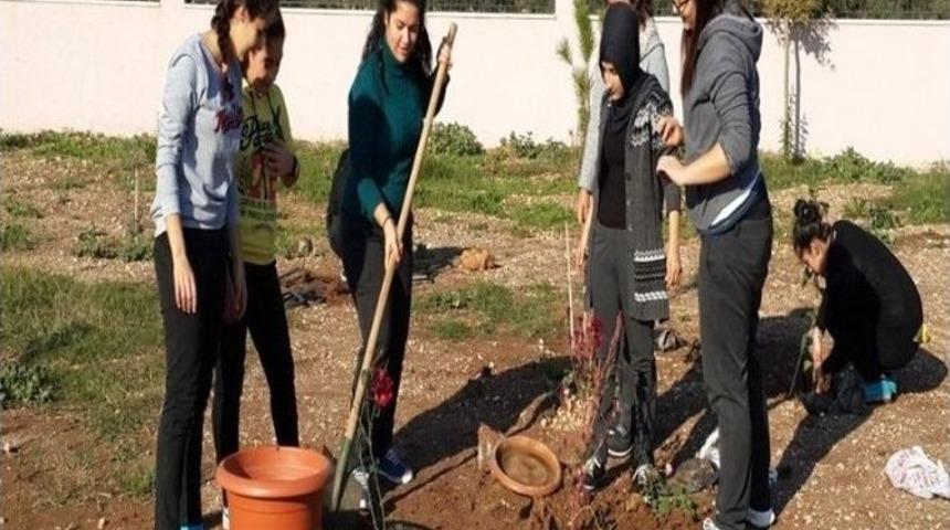 Didimli Liseliler Okul Bah&ccedil;elerini Ağa&ccedil;landırdı