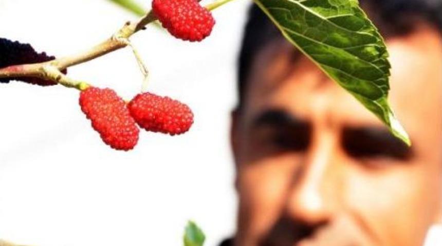 Aralıkta Meyve Veren Dut Fidanı Şaşırttı