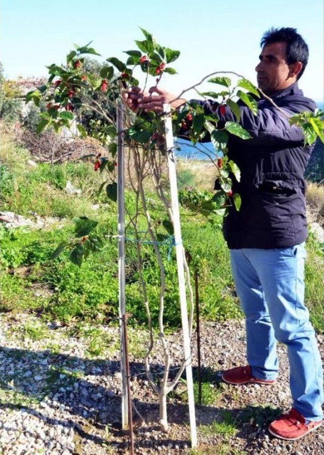 Aralıkta Meyve Veren Dut Fidanı Şaşırttı