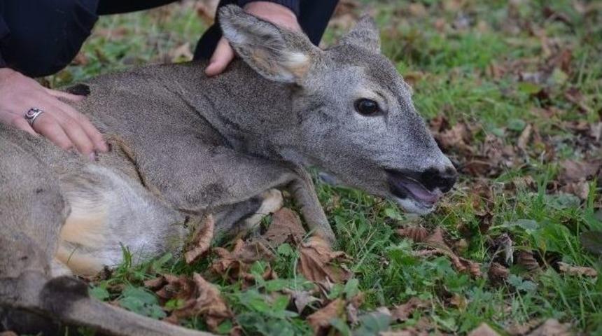 Yaralı Karacanın Hayatını Polis Kurtardı
