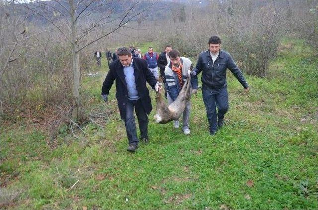 Yaralı Karacanın Hayatını Polis Kurtardı