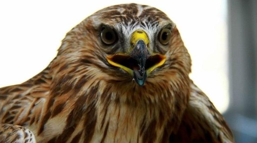 Kızıl Kartal Ve Şahinlerin Tedavisi Tamamlandı