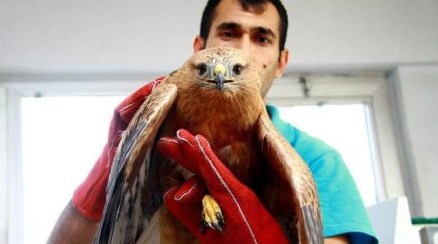 Avcıların Vurduğu Yırtıcı Kuşları Tedavi Ettiler