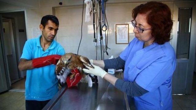 Avcıların Vurduğu Yırtıcı Kuşları Tedavi Ettiler 1