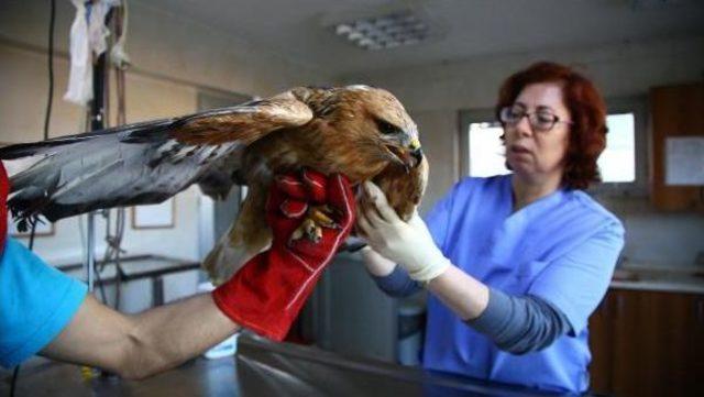 Avcıların Vurduğu Yırtıcı Kuşları Tedavi Ettiler 2
