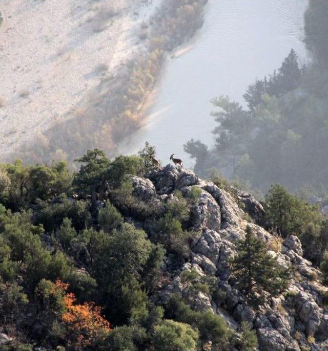 Mersin deki Yaban Keçisi Sayısı Yüzde 40 Arttı 1