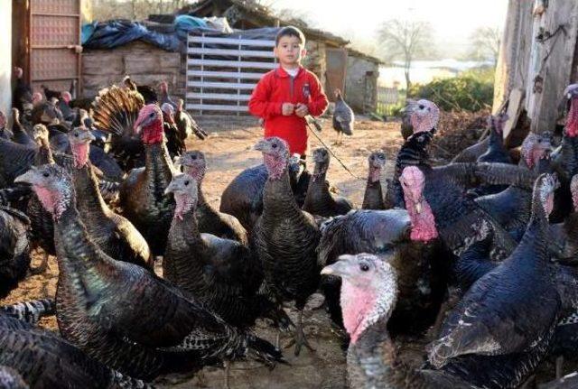 Kandıra Hindisi Almaya Gelenler Eli Boş Dönüyor