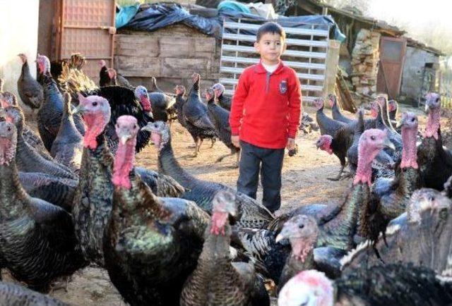 Kandıra Hindisi Almaya Gelenler Eli Boş Dönüyor