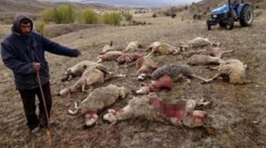 S&uuml;r&uuml;ye Saldıran Kurtlar 30 Koyunu Telef Etti