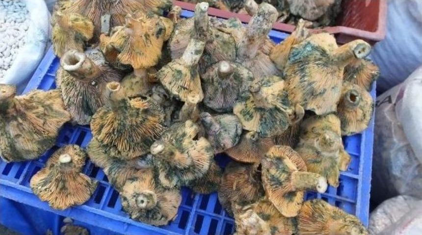 Kazdağaları&rsquo; Nın Melkisi K&ouml;yl&uuml;lere Ge&ccedil;im Kaynağı Oldu