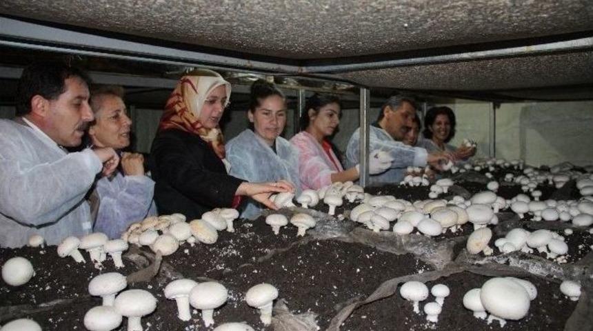 Tunceli&rsquo;de &rsquo;mantarlar Kadın Eliyle G&uuml;zelleşiyor&rsquo; Projesi