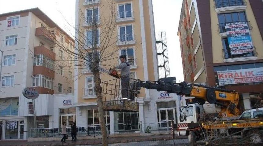 &Ccedil;erkezk&ouml;y Belediyesi Ağa&ccedil;ları Buduyor