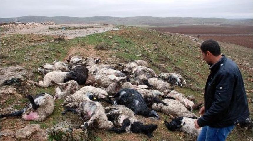 Midyat&rsquo;ta 45 Koyun Telef Oldu