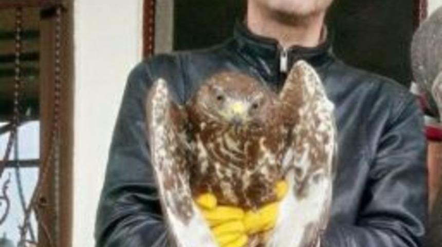 Yaralı Atmaca Tedavi Altına Alındı