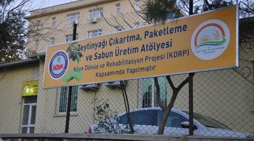 Derik&rsquo;te Zeytinyağı Tesisi A&ccedil;ıldı