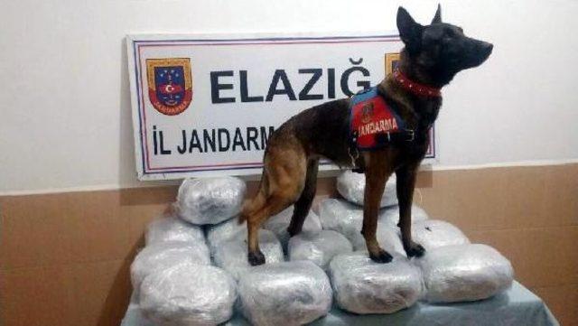 Polis Köpeği 'çivi' Otobüsteki 30 Kilo Esrarı Buldu