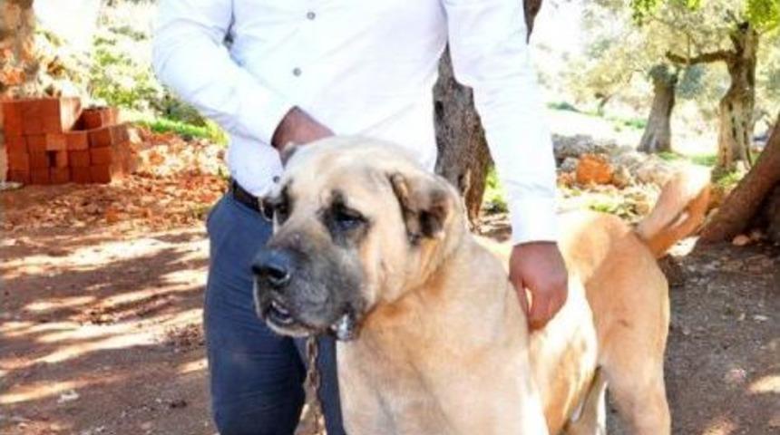 'akdeniz Kangalı' Yetiştiriyor