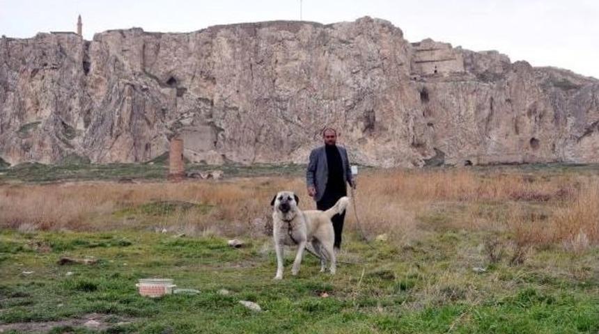 Kangal Köpeği 'taysın' Van Kalesi'ni Bekliyor