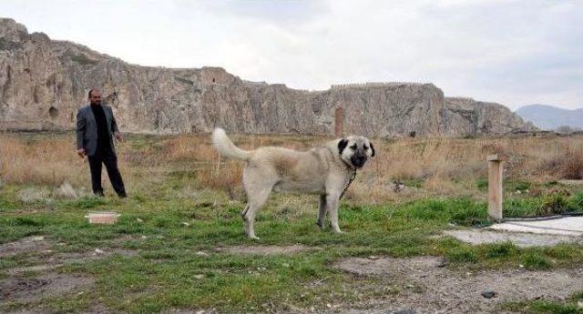 Kangal Köpeği 'taysın' Van Kalesi'ni Bekliyor