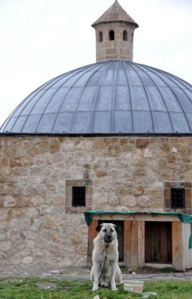 Kangal Köpeği 'taysın' Van Kalesi'ni Bekliyor