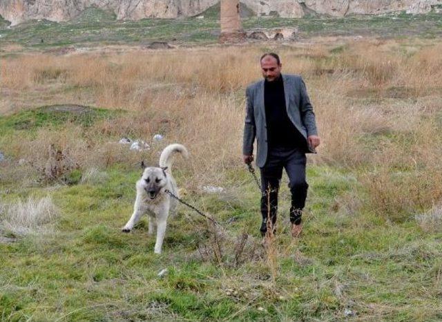 Kangal Köpeği 'taysın' Van Kalesi'ni Bekliyor