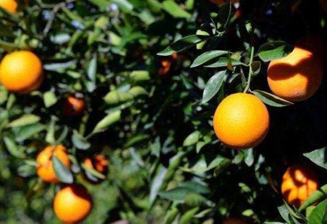 Türkiye, Ortadoğu'daki Narenciye Pazarını Kaybetti