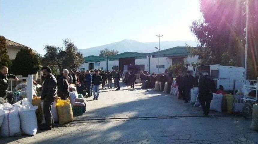 Tire&rsquo;nin Ceviz Ve Kestanesi Bu Pazarda Alıcı İle Buluşuyor