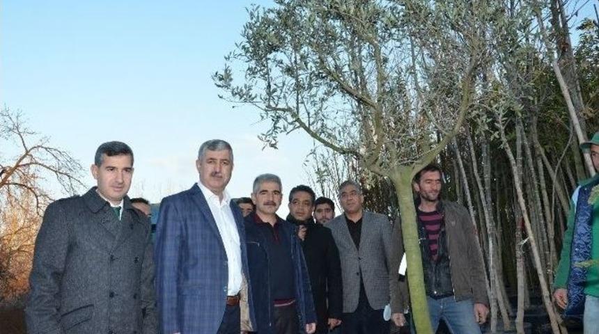 Yeşilyurt Belediyesi 15 Bin Fidan Dikiyor