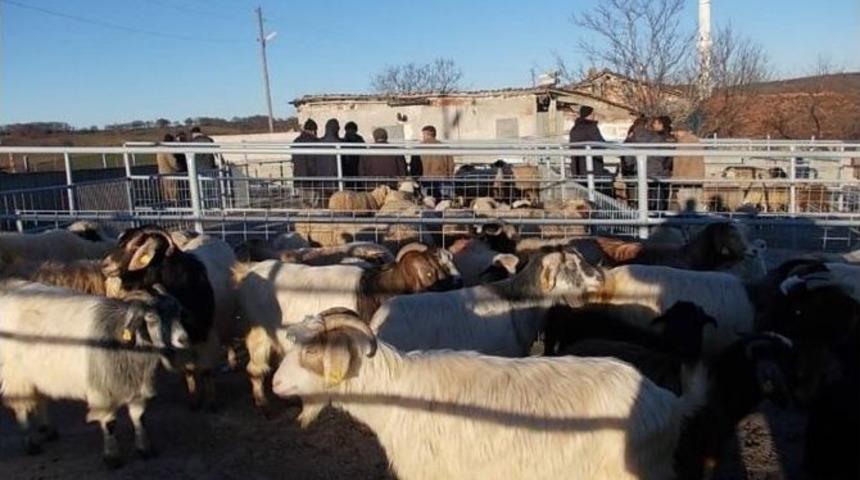 Doruk Canlı Hayvan Pazarı Eski G&uuml;nlerine Geri D&ouml;n&uuml;yor