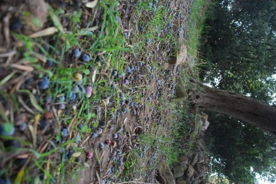 (&ouml;zel Haber) Zeytini Yağmur Vurdu