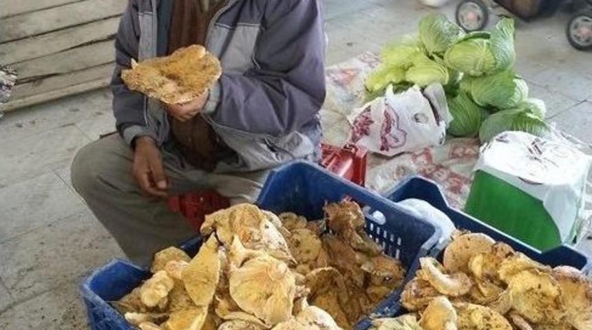 "kanlıca Mantarı" Köylünün Geçim Kaynağı Oldu