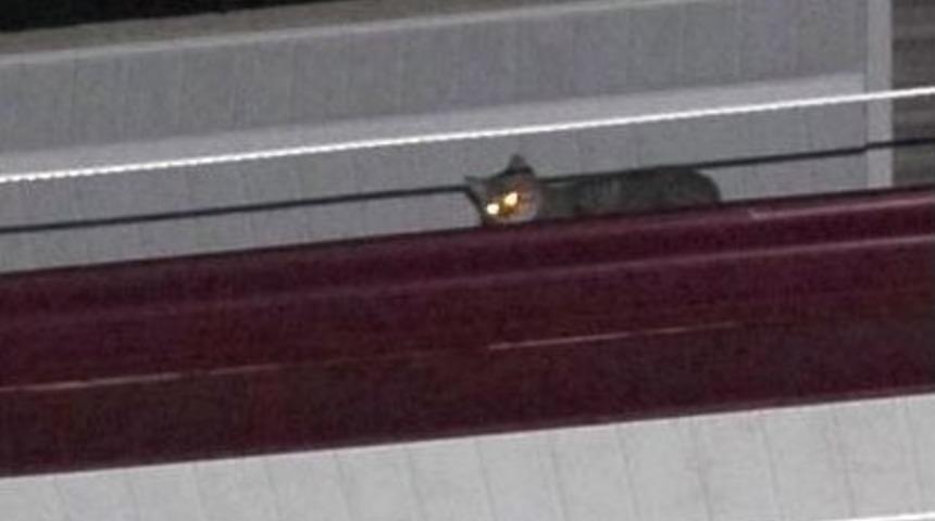 &Ccedil;atıda Mahsur Kalan Kedi İ&ccedil;in Seferber Oldular