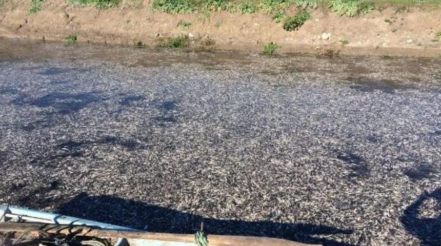 Manyas&rsquo;Ta Toplu Balık &Ouml;l&uuml;mlerine İnceleme