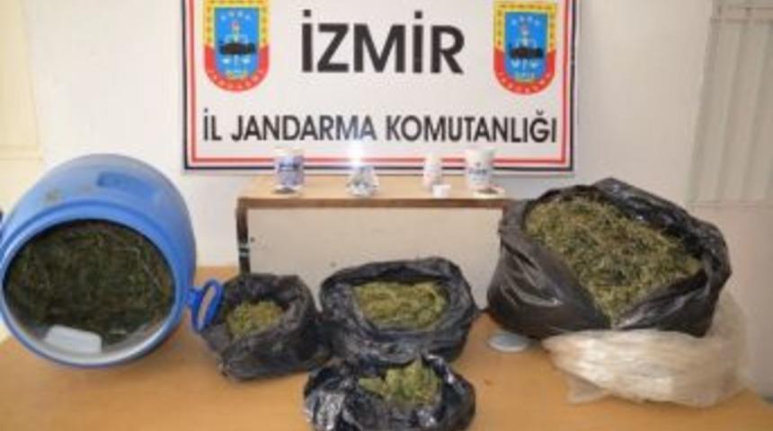 Tarlada Esrar Yetiştiren Zanlı Yakalandı