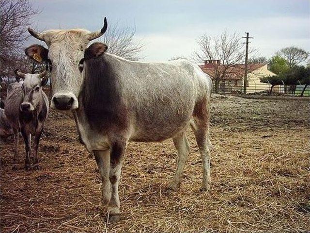 Keşan Myo, Boz Irk Sığırların Yok Olmaması İçin Mücadele Veriyor