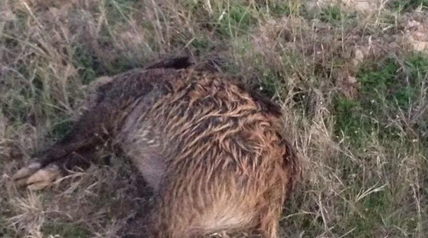 Elektrik Akımına Kapılan 5 Domuz Ve 1 Tilki Telef Oldu