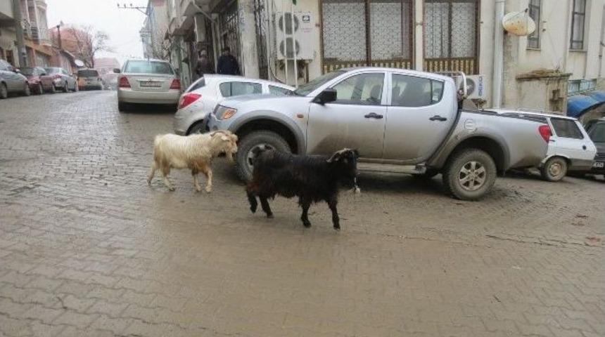 Sayadan Ka&ccedil;an Ke&ccedil;iler Malkara&rsquo;yı Karıştırdı