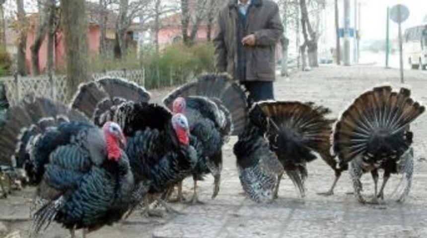 Yılbaşı Hindileri Satışta