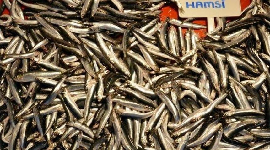 (&ouml;zel Haber) - Rusya&rsquo;ya Ka&ccedil;an Hamsinin Kilosu 15 Tl&rsquo;yi Buldu