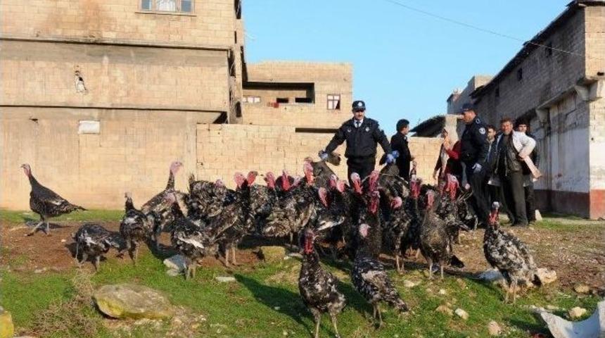 Yılbaşı Hindileri Sağlık Kontrolünden Geçti
