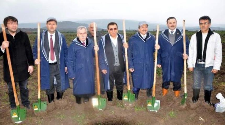 Santral İ&ccedil;in Zeytin Kesen Kolin Zeytin Kampanyası Başlattı